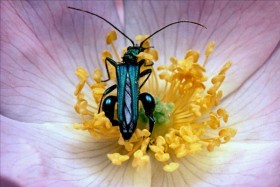 Microcosmos: Le Peuple de l’herbe