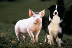 Babe, le cochon devenu berger