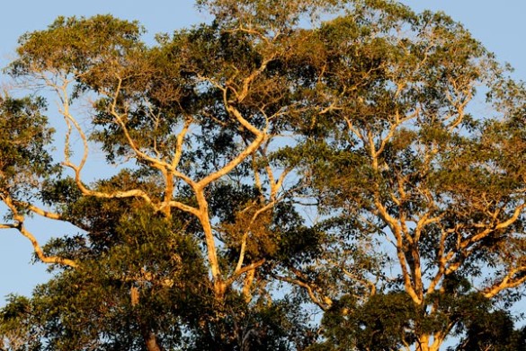Il était une forêt