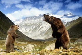 L’Ours