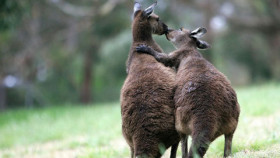 Les Animaux amoureux
