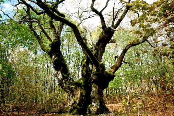 Le Temps des forêts