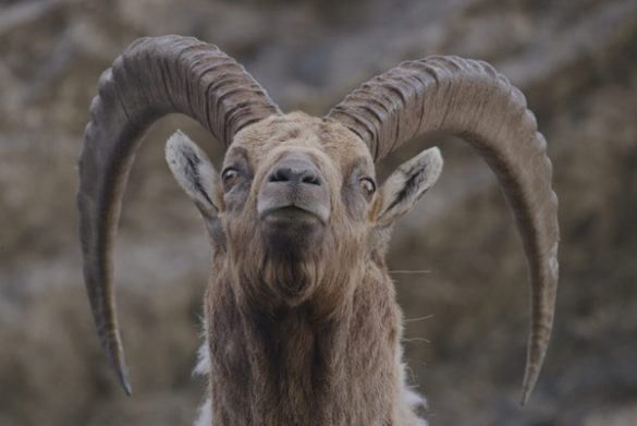 Derborence le temps des animaux